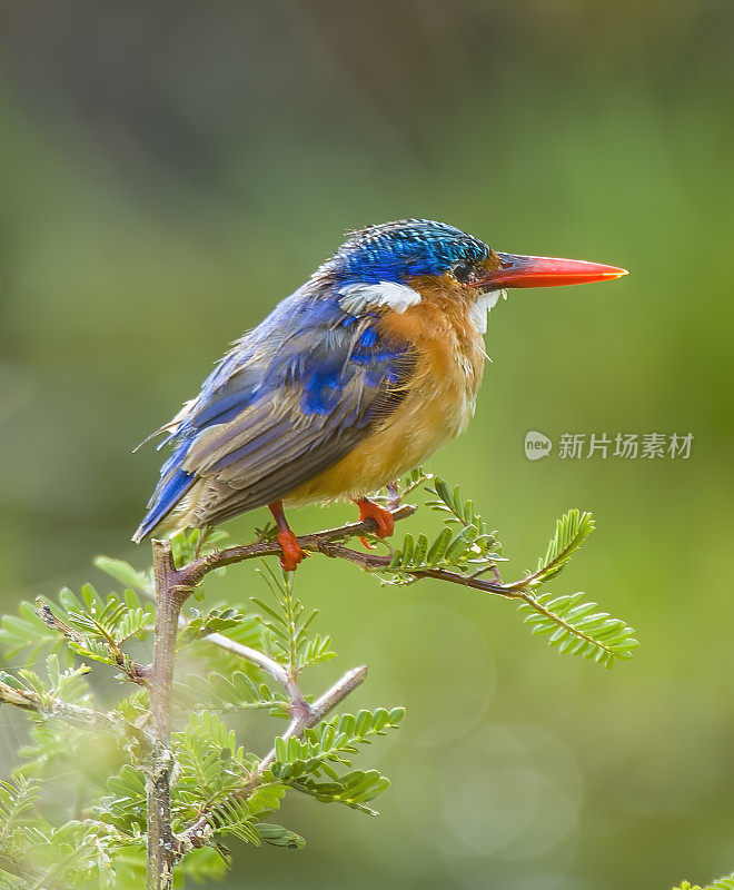 孔雀石翠鸟(Alcedo cristata或Corythornis cristatus)是一种广泛分布于非洲撒哈拉以南地区的河流翠鸟。纳库鲁湖国家公园，肯尼亚。佛法僧目。